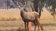 El ciervo colorado fue captado en video y es intensamente buscado.