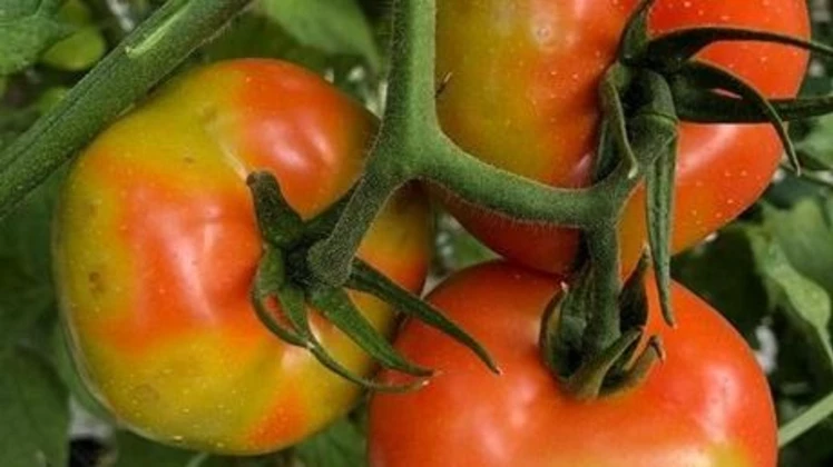 Declaran alerta fitosanitaria en Mar del Plata por un virus que daña los  cultivos de tomate | 0223