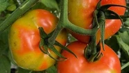 La enfermedad ataca a las plantaciones de tomate y pimientos. 