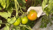 La Comisión Federal Fitosanitaria analizó la situación del virus rugoso del tomate