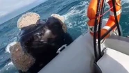 La ballena apoyó su cabeza sobre la pequeña embarcación. 
