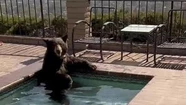 Video: en plena ola de calor, un oso se baña en un jacuzzi en California