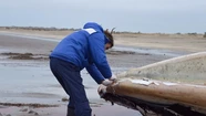 Una ballena de 16 metros apareció muerta en la costa de San Clemente