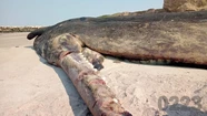 Insólito: se robaron la mandíbula del cachalote que varó en Camet Norte