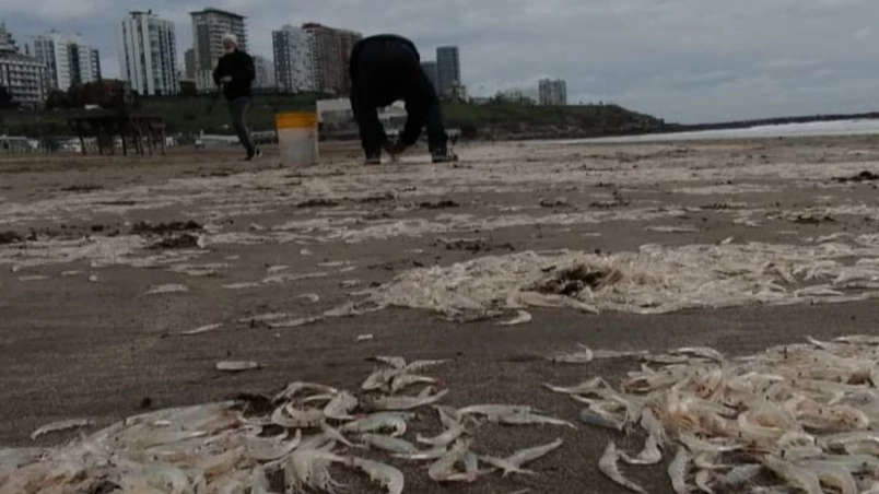 ¿Qué pasó?: Playa Grande amaneció repleta de camarones