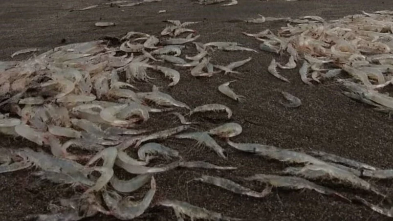 Revelan la causa que hizo que Playa Grande amaneciera repleta de crustáceos