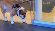 Una mujer denunció por discriminación a una tienda que no dejó entrar a su perro por "estar muy gordo"
