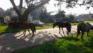 La presencia de caballos sueltos en las calles de Santa Celina es una vieja problemática vecinal. 