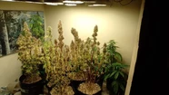 Un aprehendido en Las Toninas por cultivar marihuana para vender