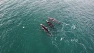 Los cetaceos aparecieron a 800 metros de la costa de Waikiki