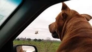 El hombre se encerró con el perro en  una camioneta para evitar que escape.