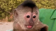 Route, el mono capuchino, llamó por accidente al 911 tras robarse un celular de un carrito de golf