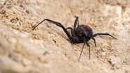 "Quería ser Spiderman": nene de 8 años se hizo picar por una araña y terminó internado
