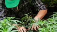 El Gobierno reglamentó la ley de cannabis medicinal y el cáñamo industrial.