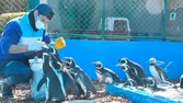 Regresan al mar 15 pingüinos luego de ser rescatados y recuperados