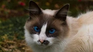 Se perdió "Don Gato" y piden ayuda para encontrarlo: tiene ojos azules y le falta la mitad de la cola