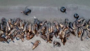Influenza aviar en lobos marinos de Necochea: mantendrán cerrada la escollera sur