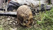 El cráneo encontrado por un vecino de Necochea será analizado por antropología forense. Foto cortesía Diario Necochea.