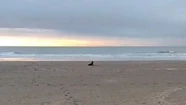 Gripe aviar: apareció un lobo marino enfermo en la costa y piden alejarse de las playas