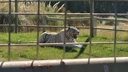 Ladrones se metieron en la jaula de un tigre blanco para robar la caja fuerte de un zoológico