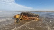 Liberan en San Clemente a una tortuga cabezona