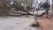 Temporal: causó problemas en más de 1.000 árboles de Mar del Plata 