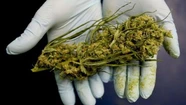 La incipiente industria del cannabis medicinal se abre paso en Mar del Plata