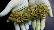 Aprueban proyecto de investigadora de la Unmdp para el cultivo de cannabis con fines medicinales