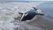 Aparecieron siete orcas varadas en La Caleta