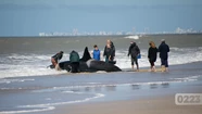 La autopsia de la orca reveló que tenía "heridas circulares profundas"