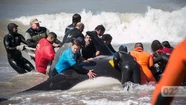 Las imágenes más impactantes del rescate de las orcas