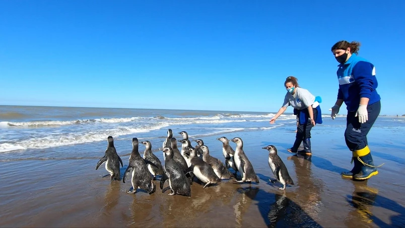 14 pingüinos magallánicos fueron regresados al mar