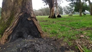Basta de "asaditos" en los árboles: un biólogo denuncia un "ecocidio ciudadano" en Parque Camet