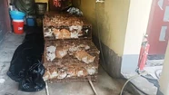 Rescatan a 150 gatos que estaban destinados al consumo humano