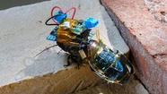 Crean cucarachas cyborg que pueden ser controladas a control remoto