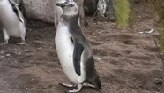 Liberarán a 10 pingüinos Magallanes
