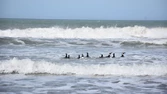 Liberaron a diez pingüinos de Magallanes