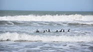Liberaron a diez pingüinos de Magallanes