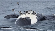 En un solo día murieron seis ballenas en la costa de Puerto Pirámides