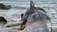 Apareció muerto un ejemplar subadulto de ballena franca austral, que se suma a otras seis hembras fallecidas en sólo un día.