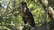 Rehabilitan a un águila mora y la devuelven a su hábitat natural