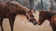 En Ushuaia se reconoció a los caballos como "seres sintientes"