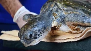 Rehabilitan a una tortuga verde de un grave cuadro de hipotermia