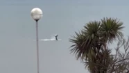 Así se veía a la ballena de lejos. Foto: captura.