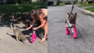 Video viral: la conmovedora reacción de un perrito al probar su prótesis por primera vez