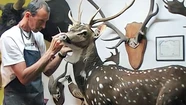 Taxidermia, el arte de conservar animales, un oficio que quedó vacante en Mar del Plata tras 44 años