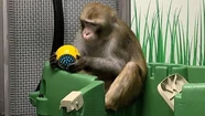 Mueren 12 monos en un proyecto ambicioso de la empresa de Elon Musk
