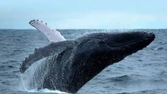 Las ballenas nuevamente fueron vistas frente a la costa de Mar del Plata. Imagen ilustrativa: 0223.