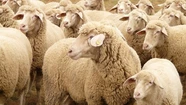 Un rebaño de ovejas comió casi 300 kilos de marihuana