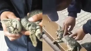 Video viral: un policía le hizo RCP a un gatito y le salvó la vida